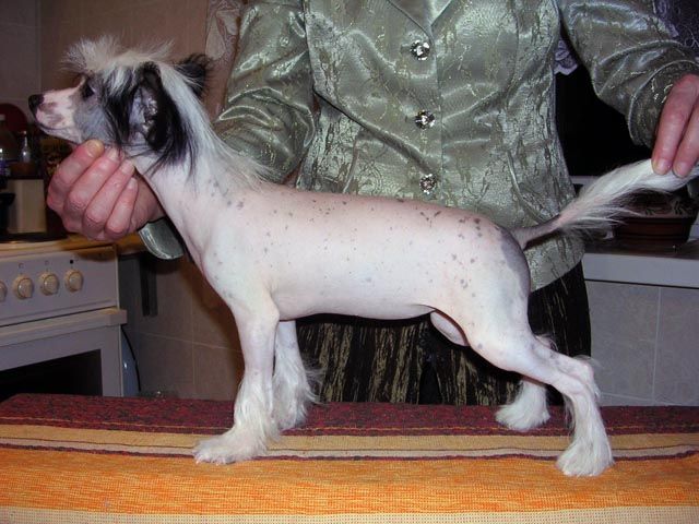 Sleek Slim Pet-Baby Engel 