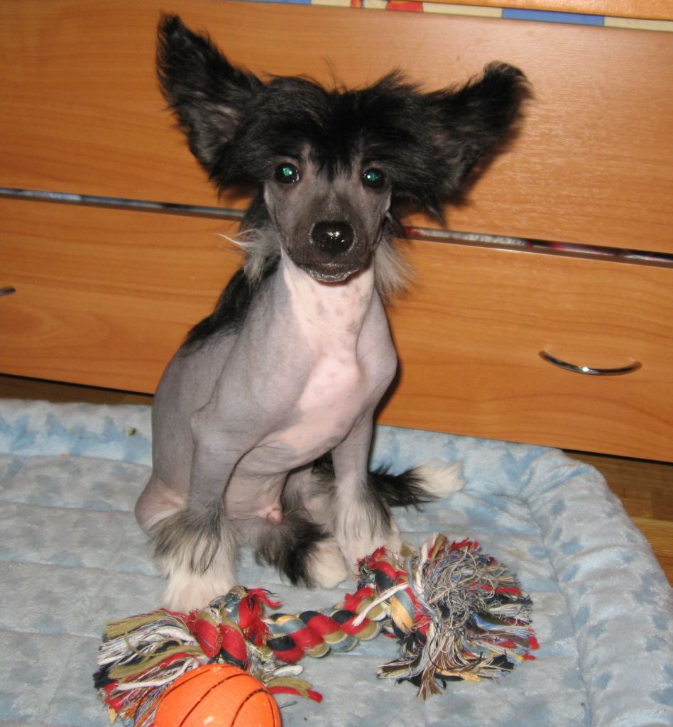 Sleek Slim Pet-Baby Julij Cezar