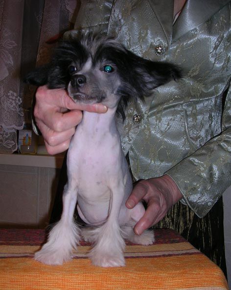  Sleek Slim Pet-Baby Ju - My Love