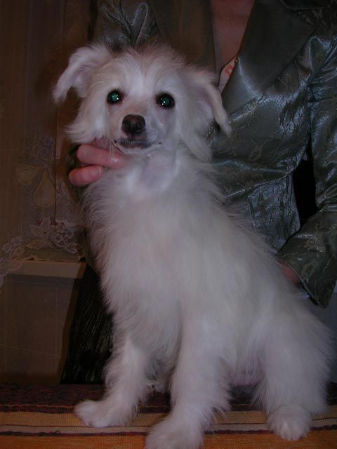 Sleek Slim Pet-Baby Ju Only You