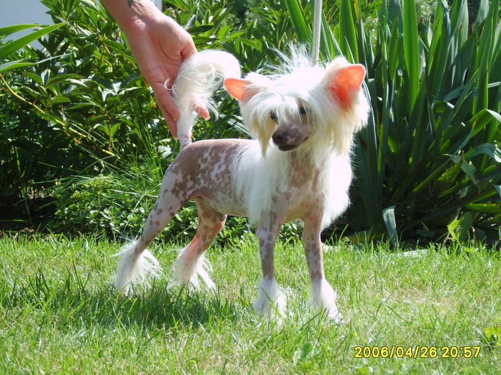 Legend von Shinbashi