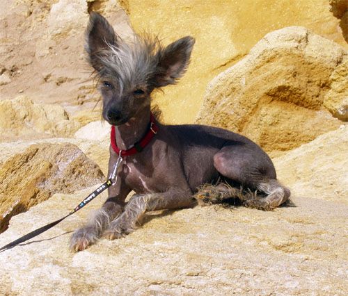 Bi-lav Plus Iskander