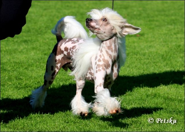 Zorrazo Fanfare For Fun