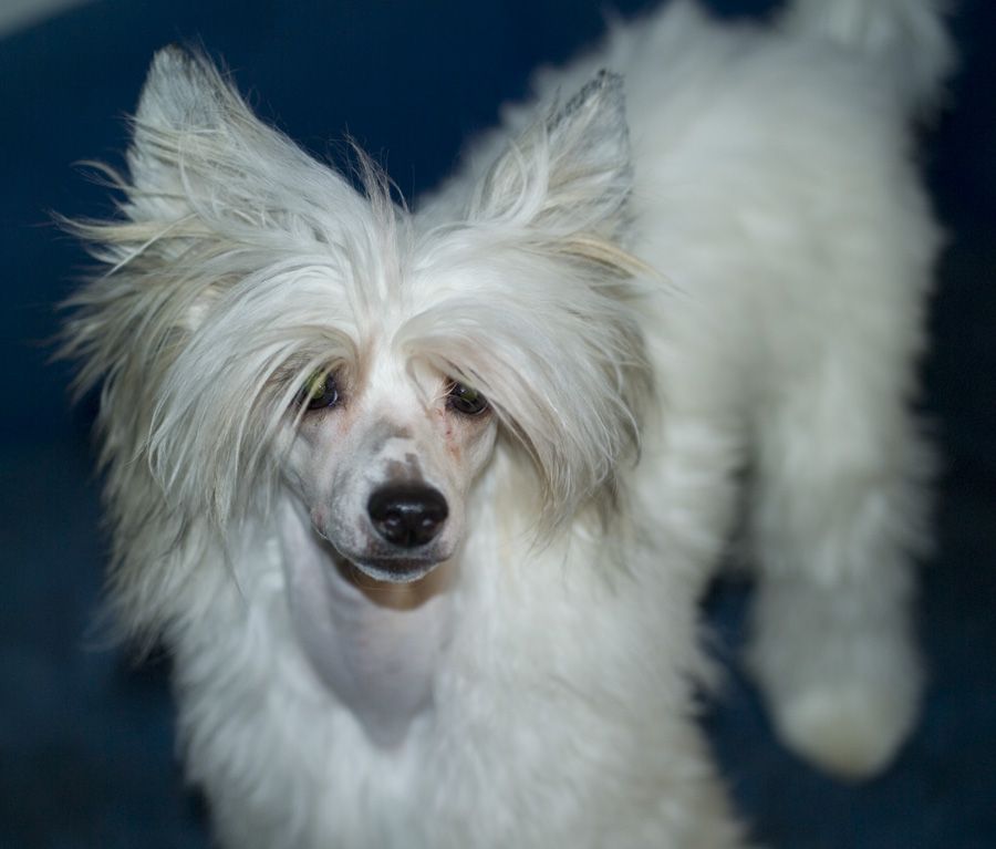 Zorrazo Fun Comes First