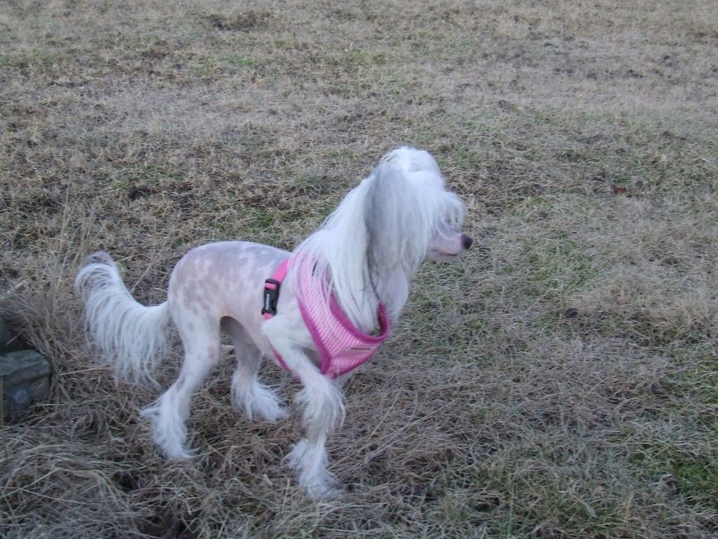 Flywheel's Blue Lights Lady