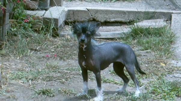 Kaytanga Midnight Belle