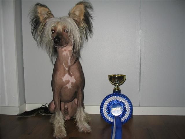 Candy Queen's Dark Commander