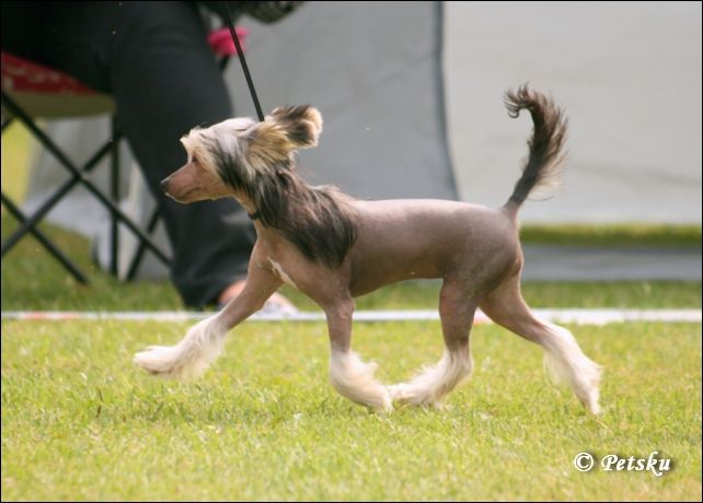 Candy Queen's Dark China Lady