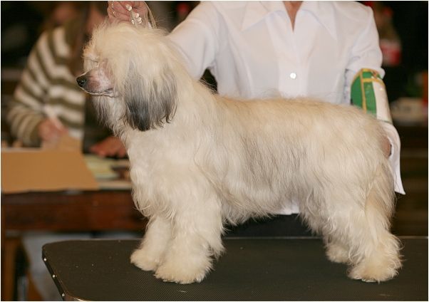 Zucci Queen from Bright Star