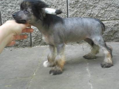 Ferfer Ed Damur Al Maarii Sapphire