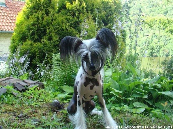 Fawzia Di Rocca Al Maarii Sapphire