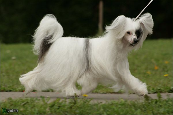 Kredo Festa Central Figure