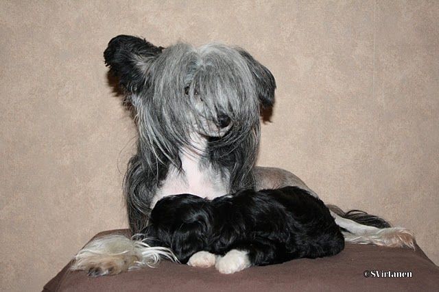 Shadow White Paloma La Bomba