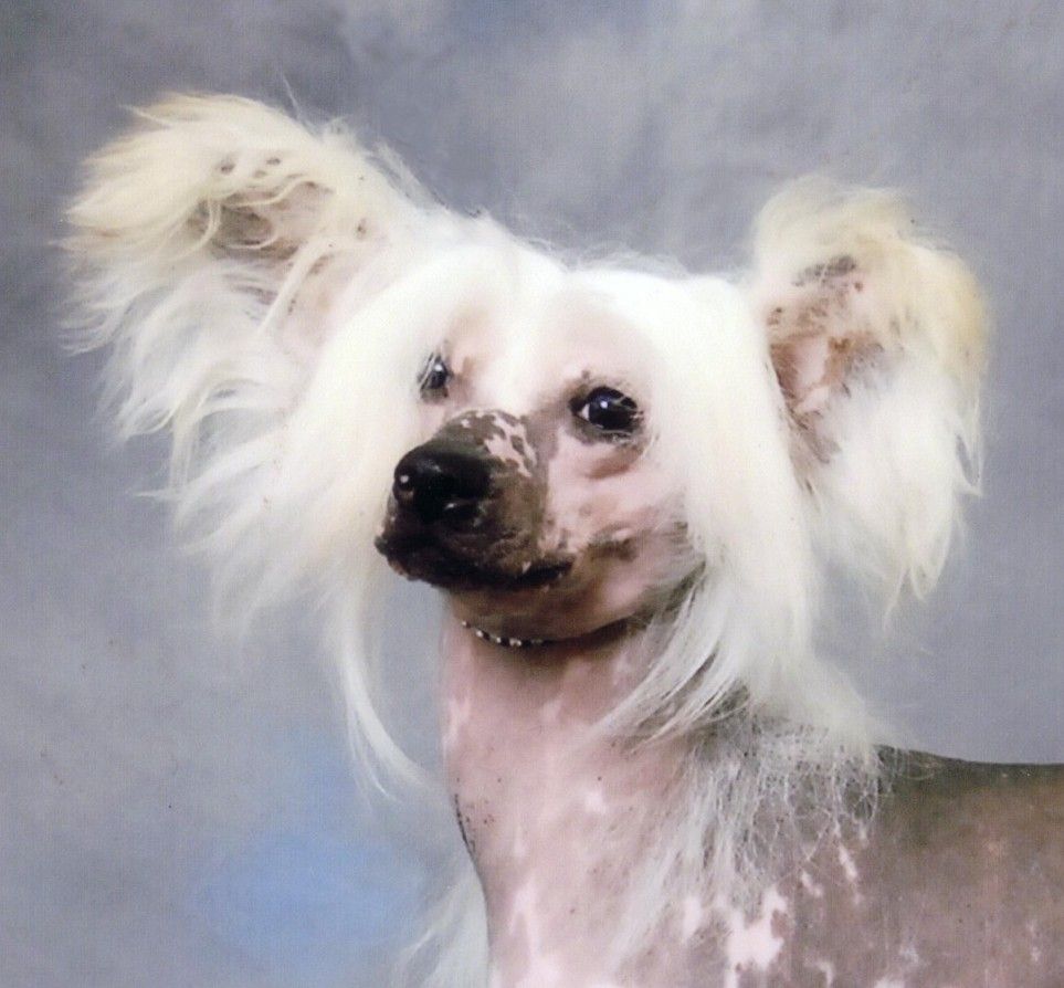 Zucci Dark And Dashing