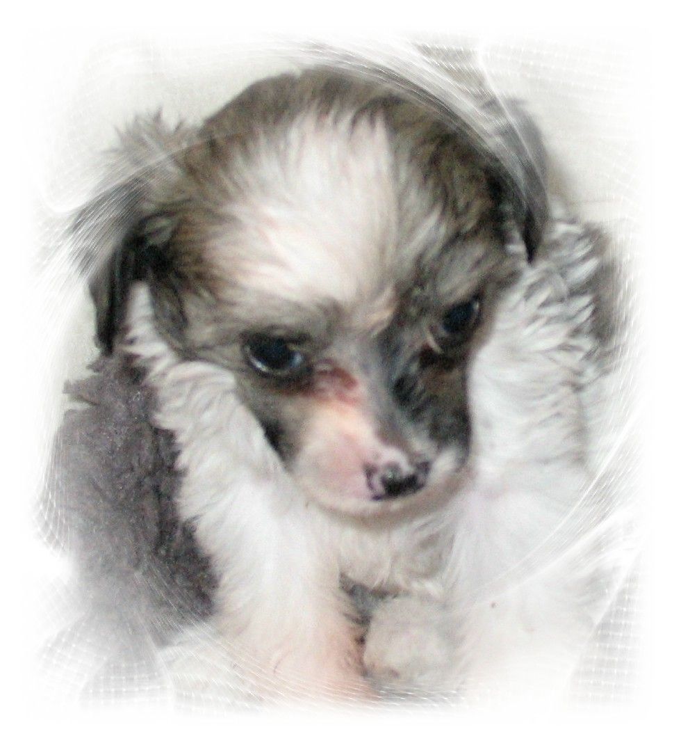 Quanda vom Höllgrund