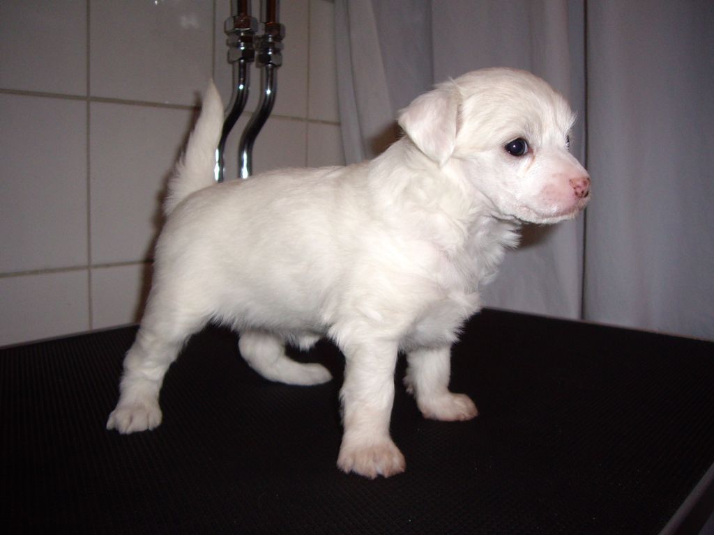 Chinese line Super nova