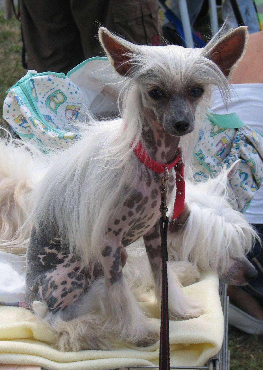 Fazi Figlarny Ogonek