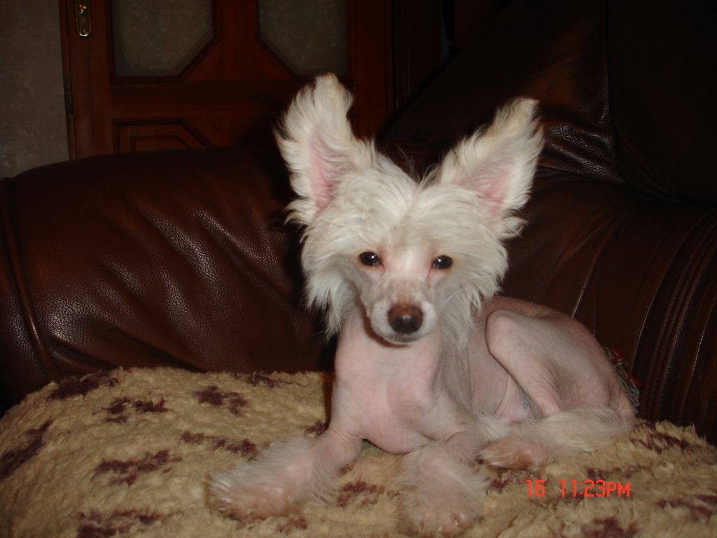 Rouber Balt Dallas Mit 