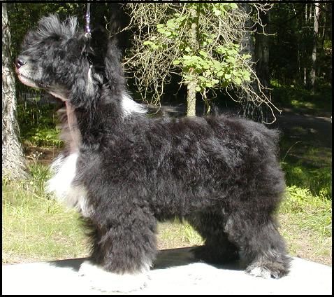 Backlyans Perfect Crime