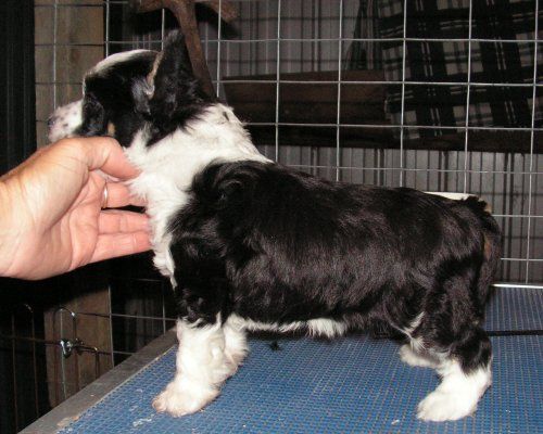 Mohawk Night Of My Life