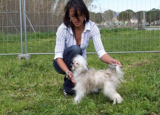 Of Fairy's Wings Coconut'Z