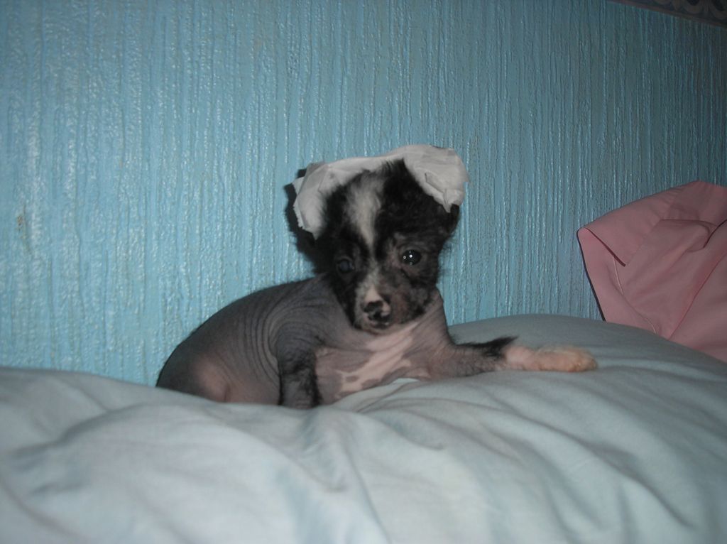 Of Fairy's Wings Chanel