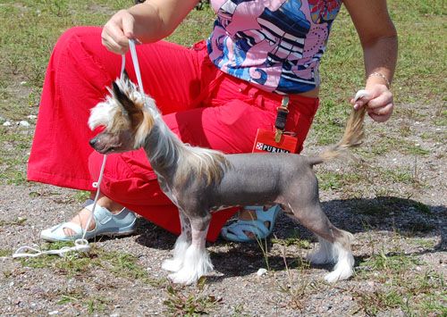 Volshebnaja Loshadka Tailer