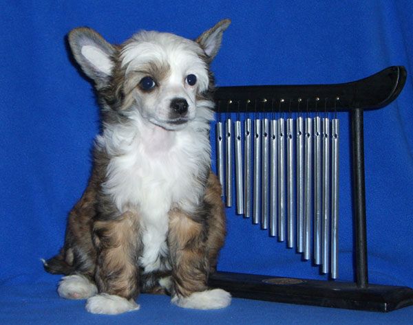 Volshebnaja Loshadka Triniti