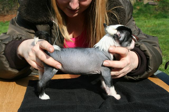 Gabbana D. Island Shangri-La