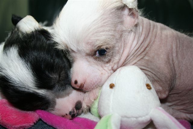 Gumball Island Shangri-La