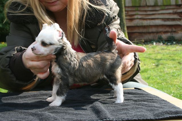 Golden Boy Island Shangri-La