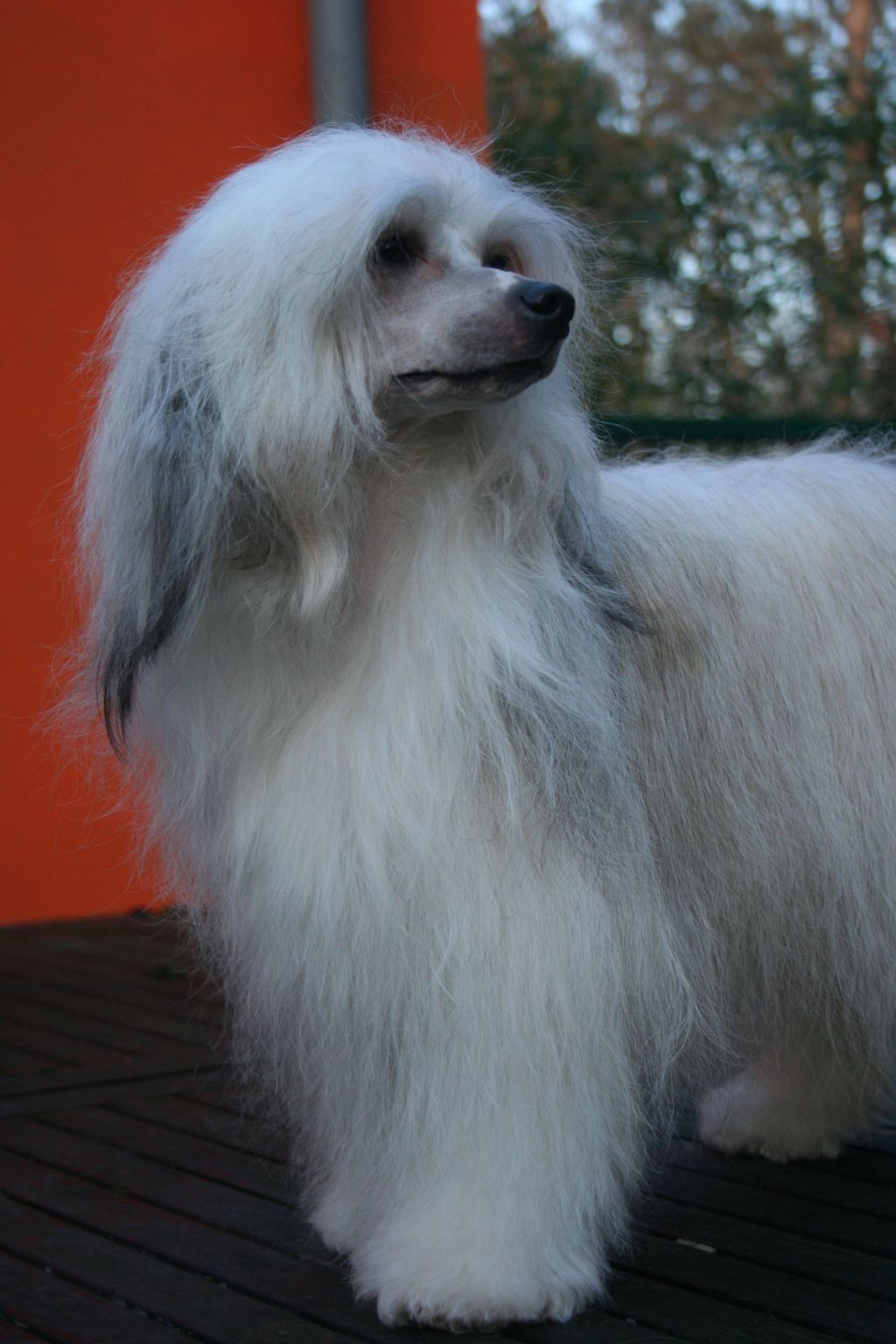 Go Go Girl Island Shangri-La