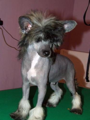 Shadow White Persona Magnata