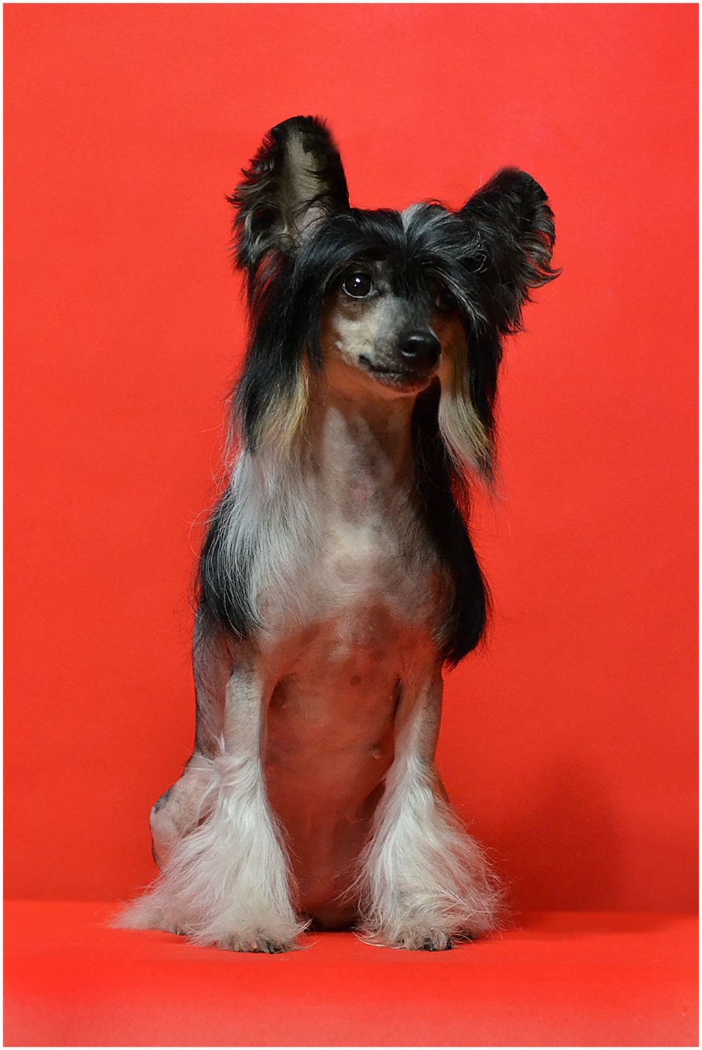 Zlato Dinastii Ambiciya