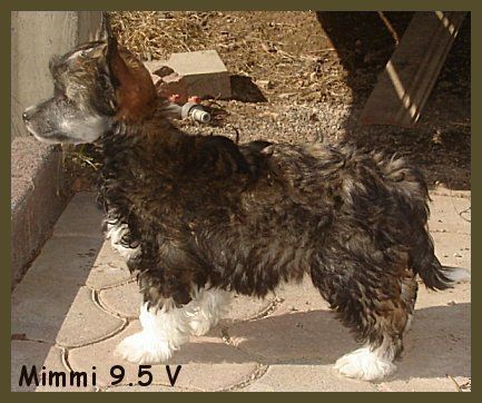 Blue Wing's Aloha Minnie Mouse