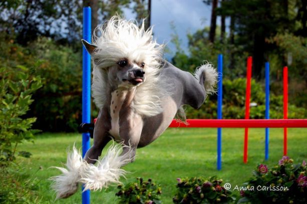 Blue Wing's Aloha Mickey Mouse