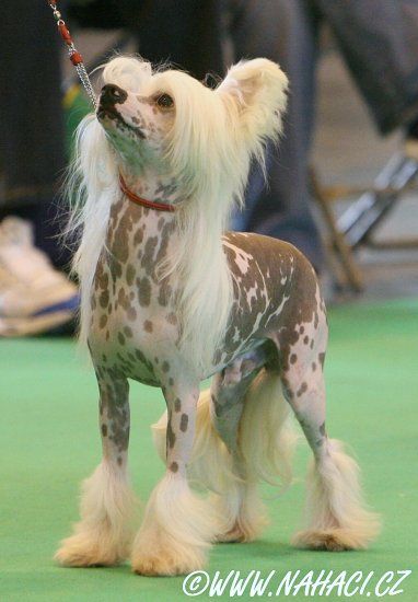 Angelcrest French Carbon