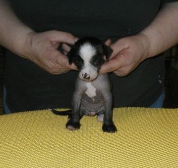 Godzilla Top Model de Rama