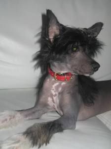  Zlato Dinastii Benfika