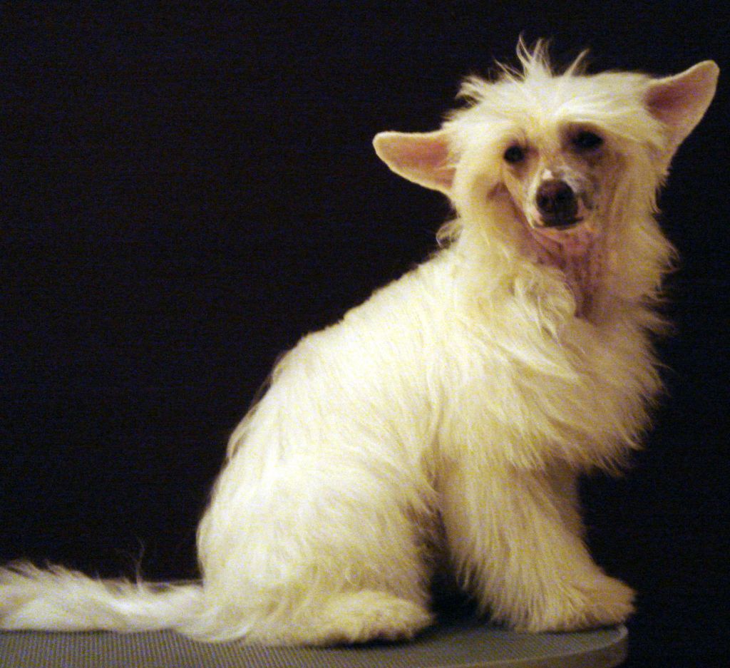 Tournais Grey's Anatomy