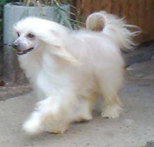 Blazing Angel of Exotic Dog's