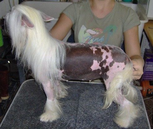 Silver Bluff Vuitton Top Hat