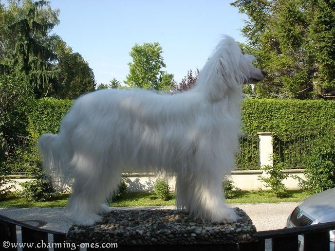 Charming Ones Almost an Angel