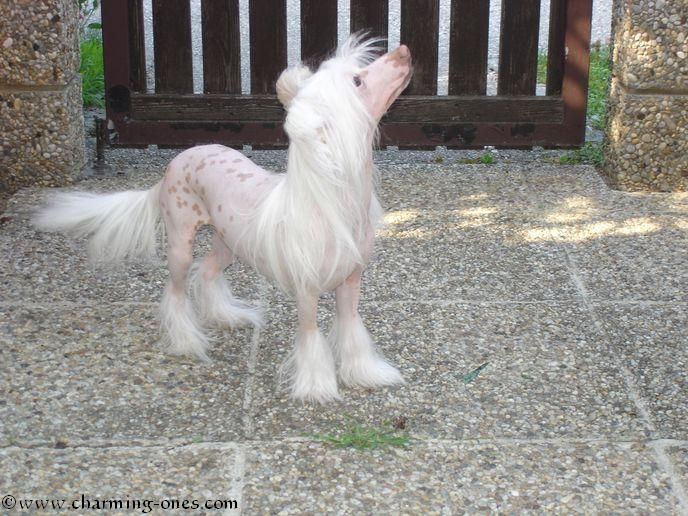 Charming Ones Ain't She Sweet