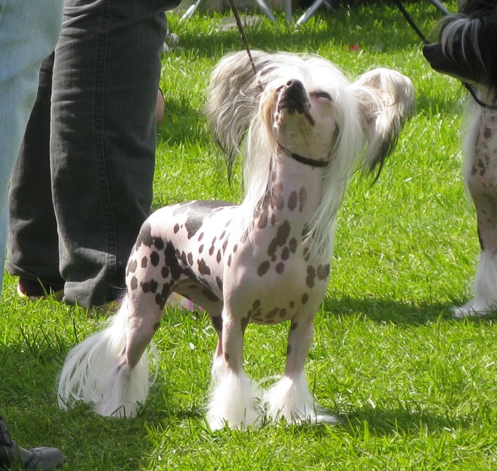 Charming Ones Against All Odds