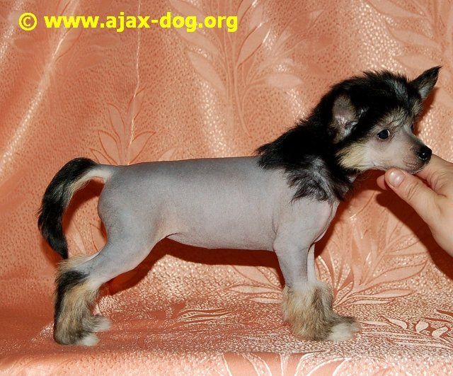 Lunnaya Sonata iz Jablonevogo Sada