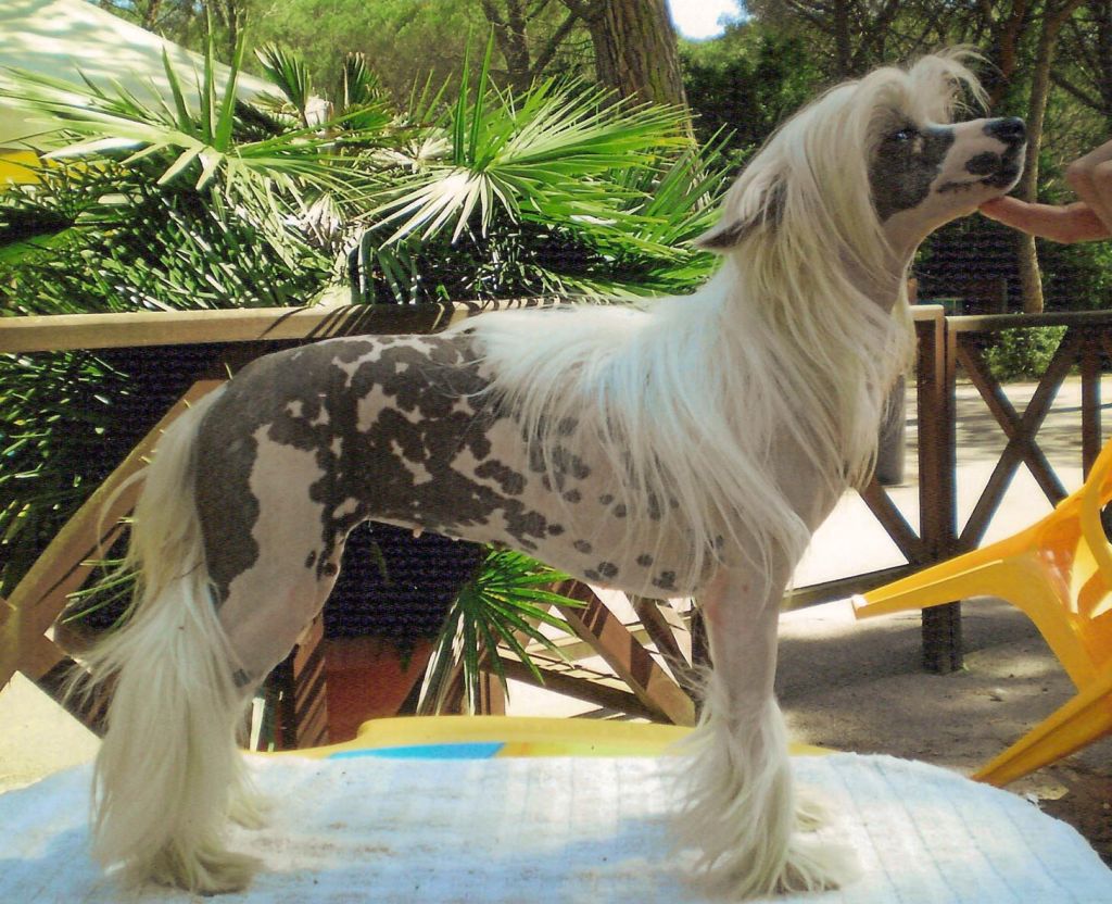 Tahitian Shake Sua Sponte