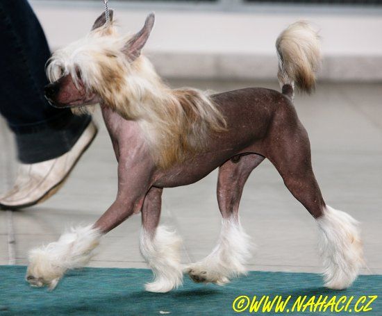 Bombshell Vivid Dell