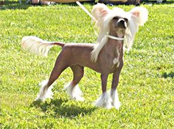 Isarismo Golden Pearl