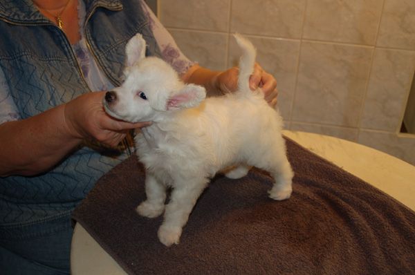 De La Mahafu's Freedom Fighter